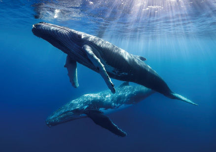 クジラの写真